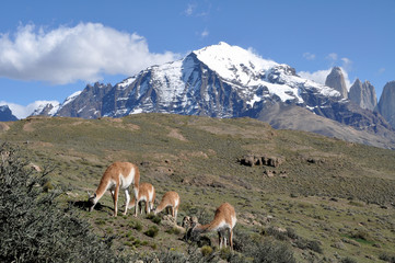 Guanaco (Lama guanicoe) at Torres del Paine national park