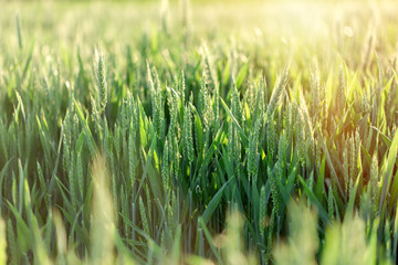 Unripe wheat (green wheat field) - green wheat field lit by sunlight