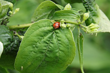 Blattläuse und Marienkäfer an einem Busch