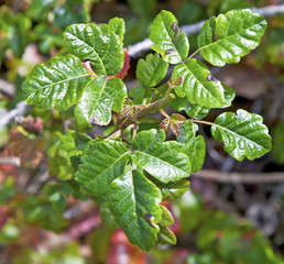 Poison oak: Leaves of three, let them be.