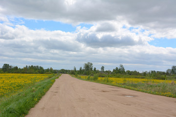 Rural sandy road between the fields of flowering yellow dandelions, spring landscape