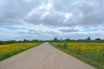 Rural sandy road between the fields of flowering yellow dandelions, spring landscape 