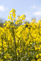 Field of blooming rape, rapeseed yellow flowers, canola .