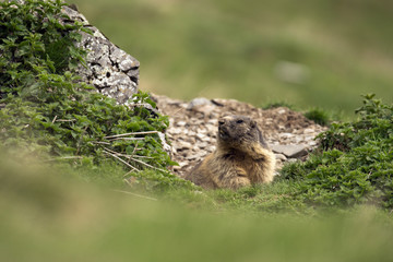 marmotte