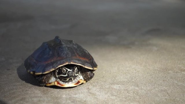 The turtle draws its head in the sun