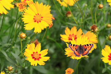 Butterfly on Yellow Flower Top shot