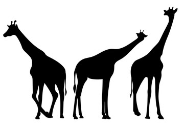 Giraffes. Back silhouettes