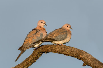 Laughing Dove Pair