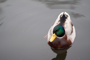 Drake in the water