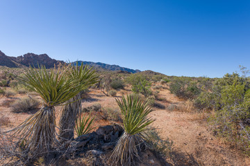 Fototapeta na wymiar Mojave Yucca 1