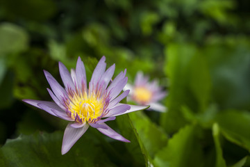 Lotus in nature