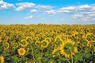 Sunflower field, sunflowers turned in the opposite direction