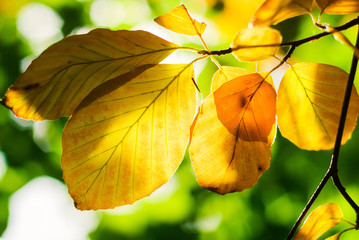 yellow leaves in fall backlight