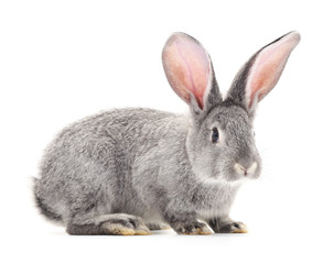Obraz premium One gray rabbit.