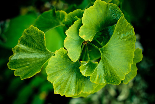 green leafs of ginko biloba