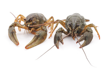 Two crayfishes.