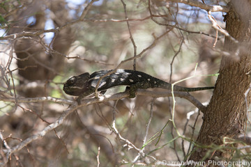 Mediterranean Chameleon