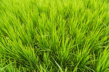 Green rice field closeup ( background) in agriculture field.