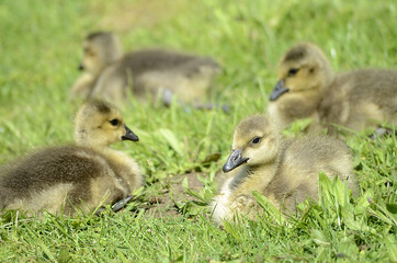 frisch geschlüpfte Gänse, Tierkinder