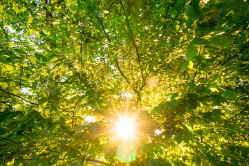 Fototapeta na wymiar Blätterwald im Gegenlicht der Sonne