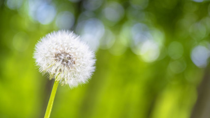 Löwenzahn, Pusteblume vor unscharfen Hintergrund