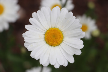 Fototapeta premium Leucanthemum single flower detail