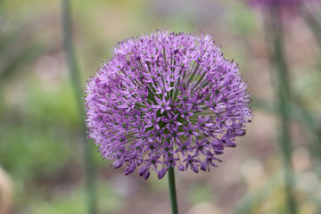Round purple flower head
