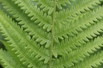 Detail of fern leave