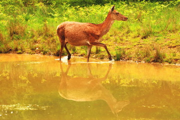Deer in water with reflections