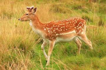 Young roe deer