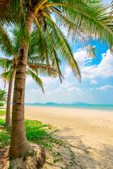 Fototapeta na wymiar coconut trees on the sunny tropical beach