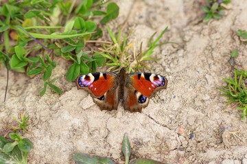 Red butterfly on the ground