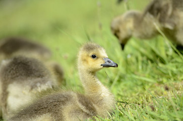 frisch geschlüpfte Gänse, Tierkinder