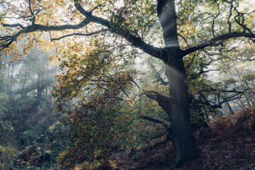 fog in the forest with sunbeams trough branches in autumn	