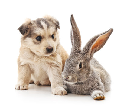 Puppy and  rabbit.