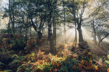 Fototapeta na wymiar fog in the forest with sunbeams trough branches in autumn 