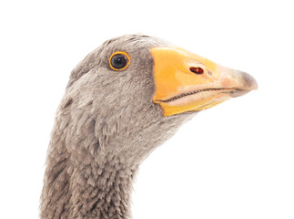 Grey goose.