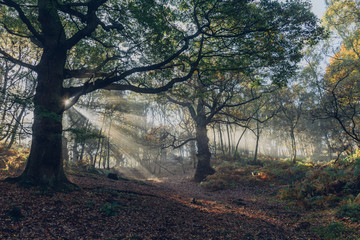 fog in the forest with sunbeams trough branches in autumn
