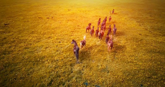 A herd of running horses at sunset