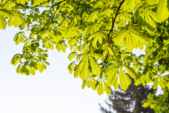 Fresh green spring leaves on a tree