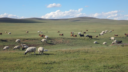 Obraz premium landscape of wild field with sheep and mountains at horizon
