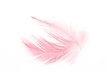 soft  coral pink color trends chicken feather texture background