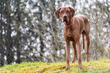 brown vizsla dog portrait