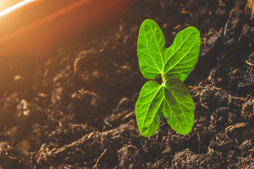 Seedling plants, with two curly leaves in a pot.