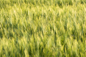 barley field in late spring on the sunny day