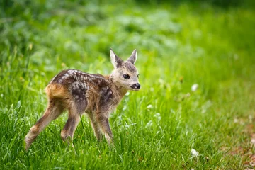 Washable wall murals Roe Young wild roe deer in grass, Capreolus capreolus. New born roe deer, wild spring nature.