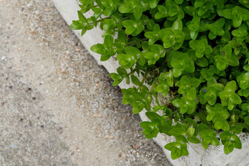 Focus is on green plants in white clay pots and blur sand background. copy space