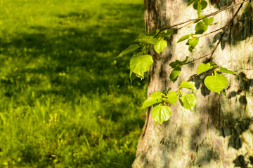 Fresh green spring leaves on a tree