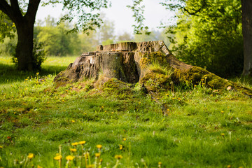 An old magic stump full of moss at sunrise