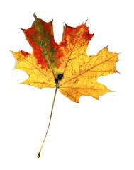 Autumn maple leaf isolated